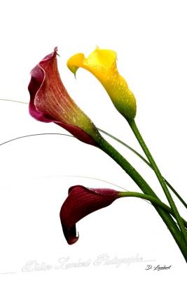 Fleurs 2012 004ed