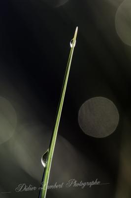 Flore d7 14 096r