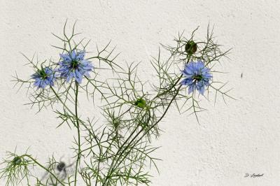 Flore d7 20 205r