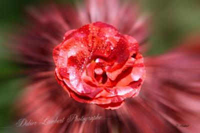Flore d7 22 041j