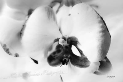Flore d7 22 165r3