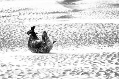 Phoq d7 16 005r2