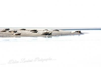 Phoq d7 16 023r