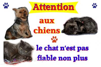 Toutous minou 2018