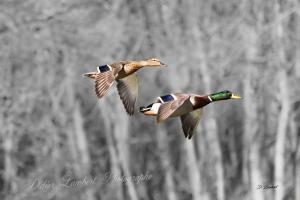 Canards d7 20 038r