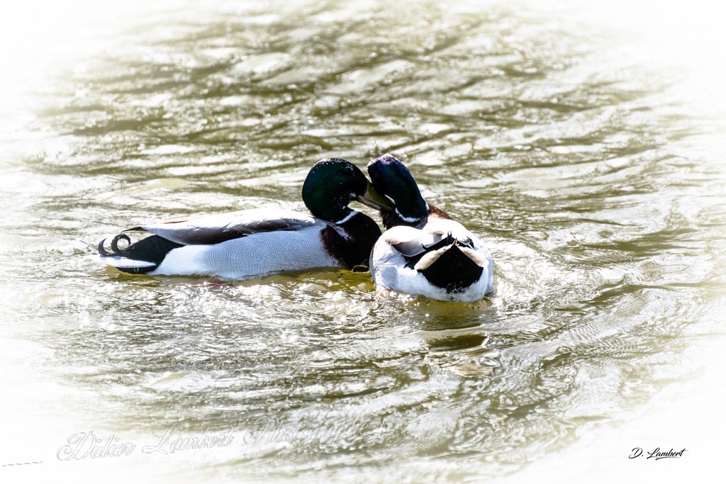 Canards d7 20 084r