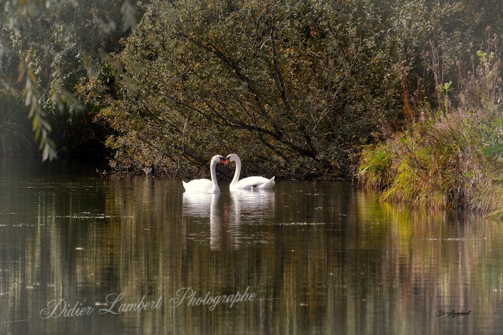 Cygne d7 22 018j hdr