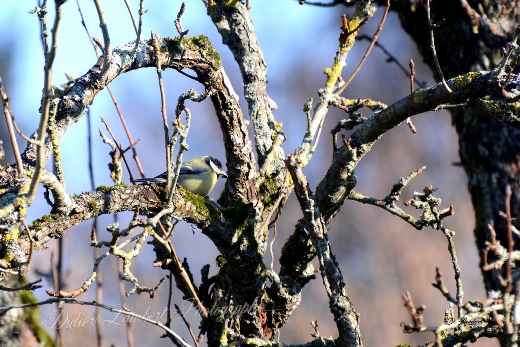 Faune d7 23 002j