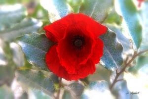 Fleur d7 19 074fus