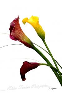Fleurs 2012 004ed
