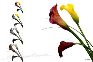 Fleurs 2012 010emd
