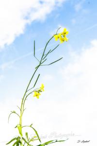 Fleurs d7 18 011r
