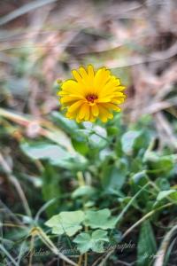 Fleurs d7 18 018r