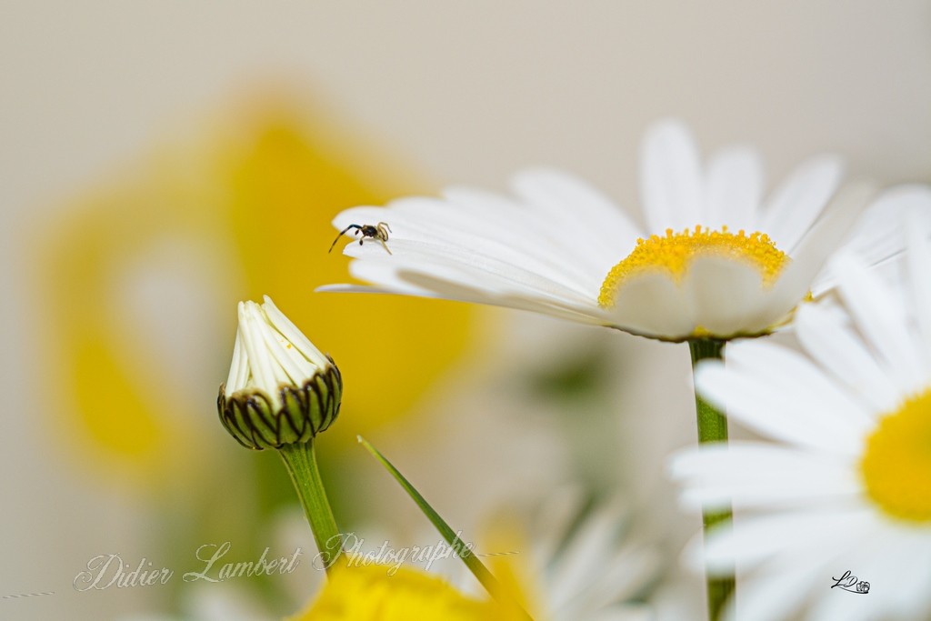 Fleurs d7 23 078r