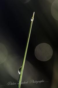 Flore d7 14 096r