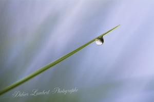 Flore d7 14 116re