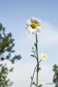 Flore d7 20 044r