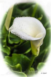 Flore d7 20 064r