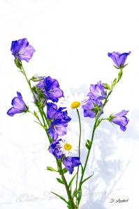 Flore d7 20 091r
