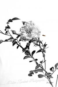 Flore d7 20 099j
