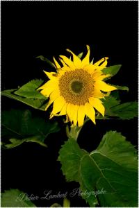 Flore d7 20 200r