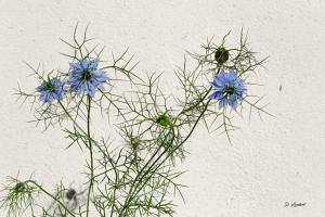 Flore d7 20 205r