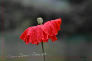 Flore d7 21 038r