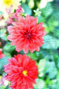 Flore d7 21 074j
