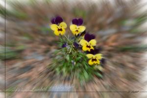 Flore d7 22 001r