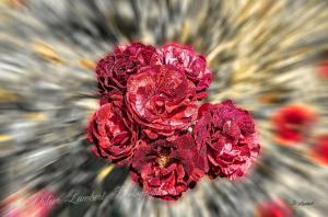 Flore d7 22 038 hdr02
