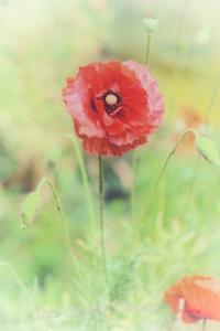 Flore d7 22 068j