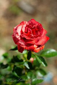 Flore d7 22 124r