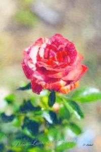 Flore d7 22 124r1