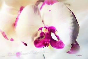 Flore d7 22 165r2