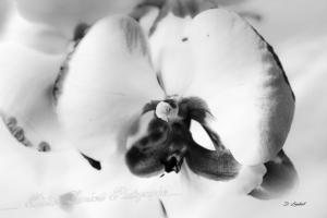 Flore d7 22 165r3