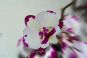 Flore d7 22 170r