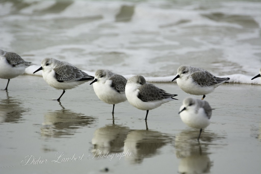 Oiseau d7 14 035r