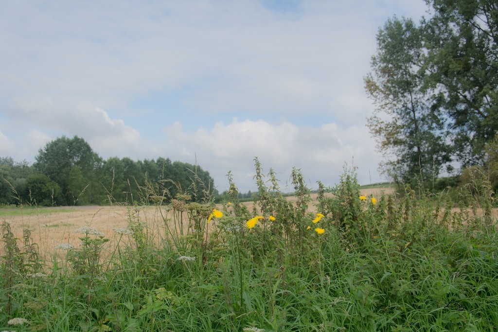 Pays saul d7 21 036r
