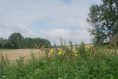 Pays saul d7 21 036r