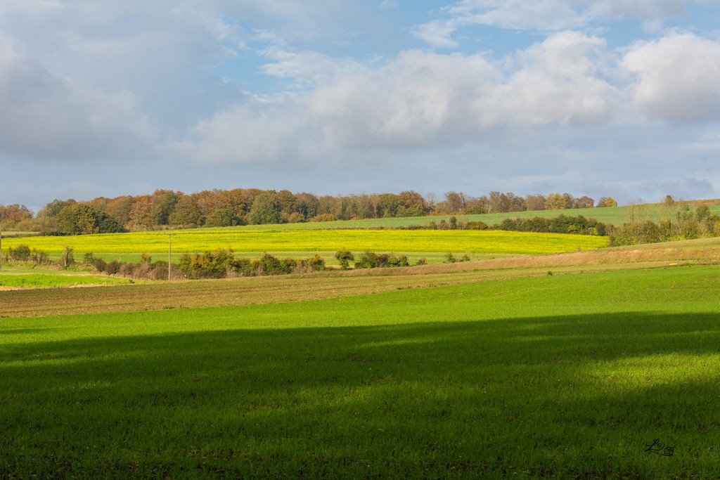 Pays saul d7 21