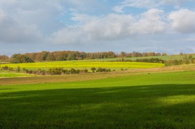 Pays saul d7 21