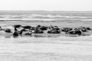Phoq d7 17 005r