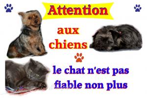 Toutous minou